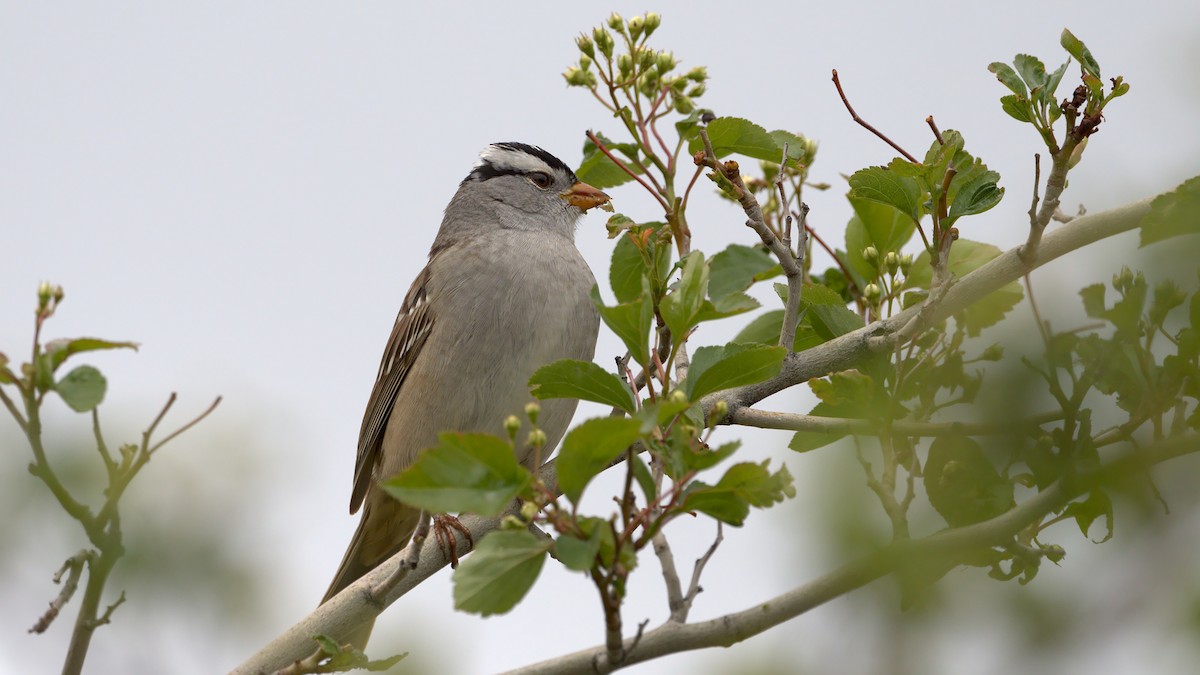 White-crowned Sparrow - Adam Zahm