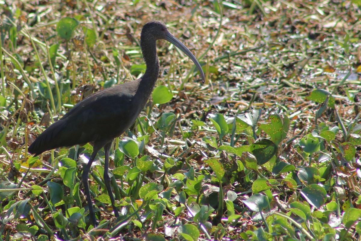 ibis americký - ML618184881