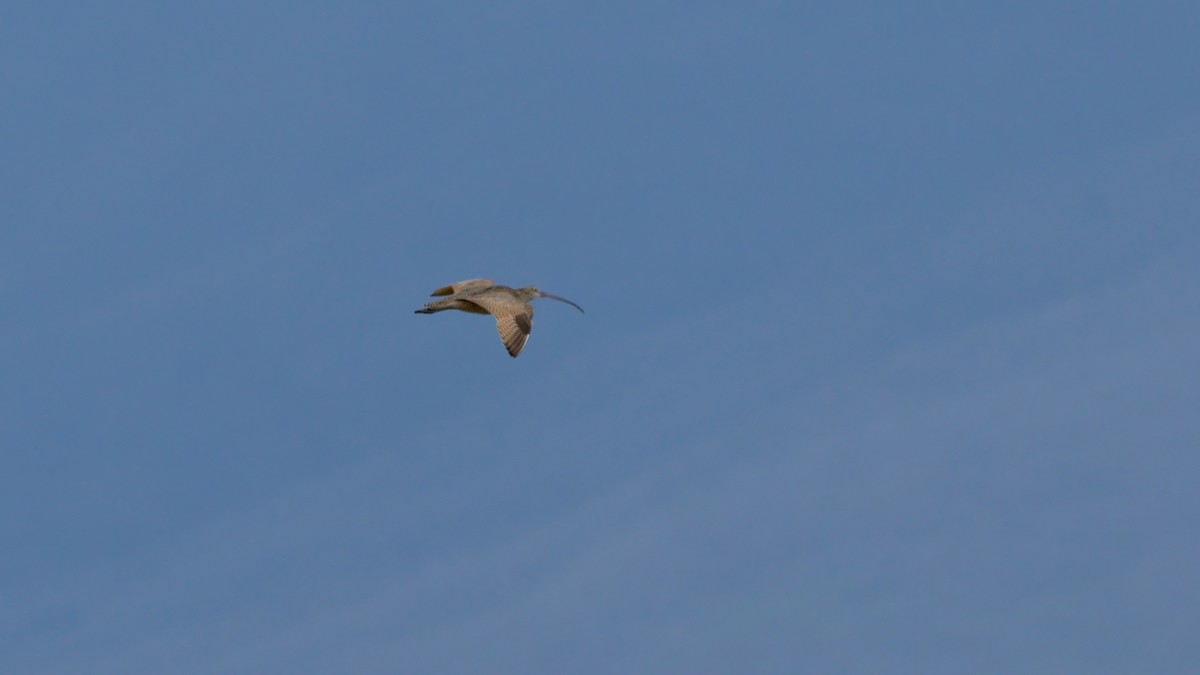 Long-billed Curlew - ML618184899