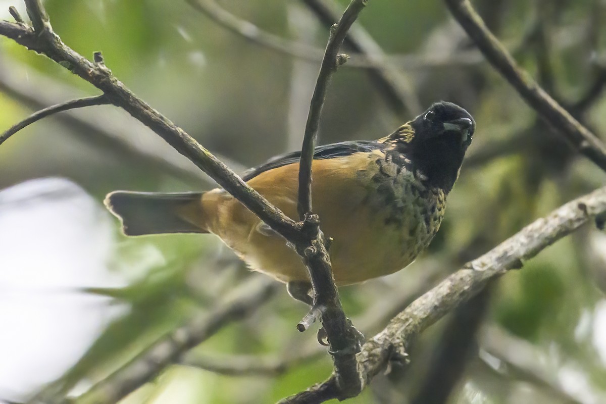 Spangle-cheeked Tanager - ML618184929