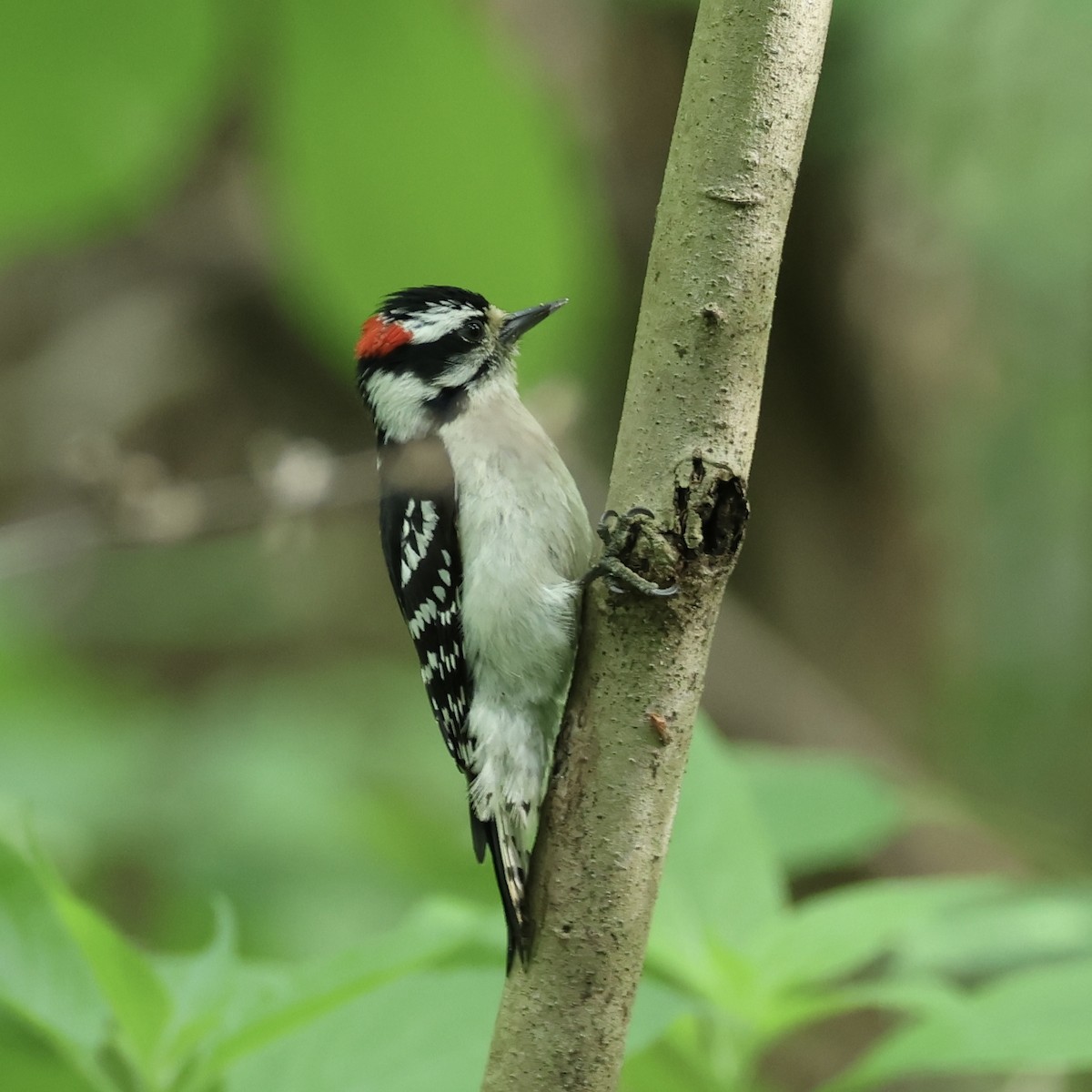 Downy Woodpecker - J. Fields Falcone