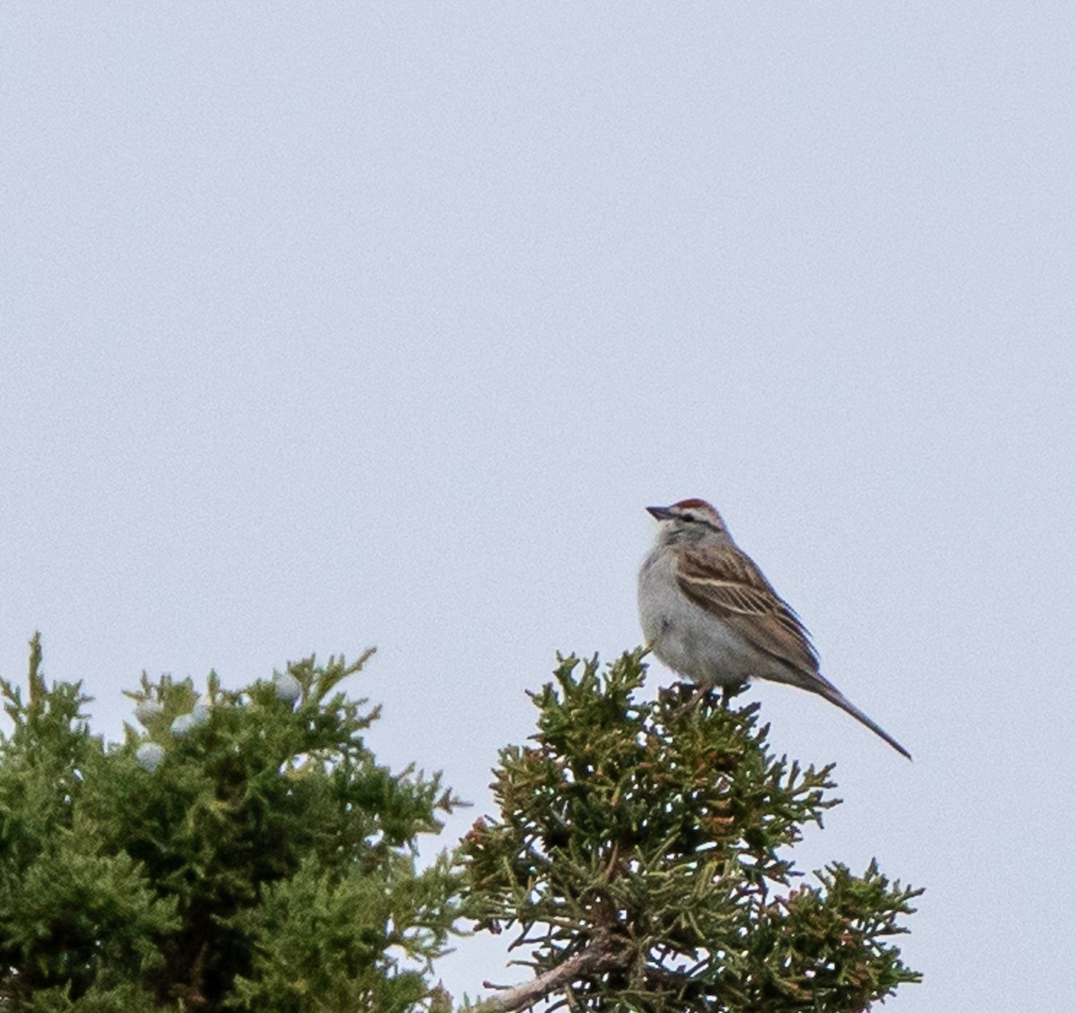 Chipping Sparrow - ML618185024