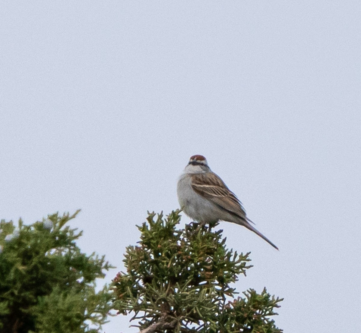 Chipping Sparrow - ML618185025