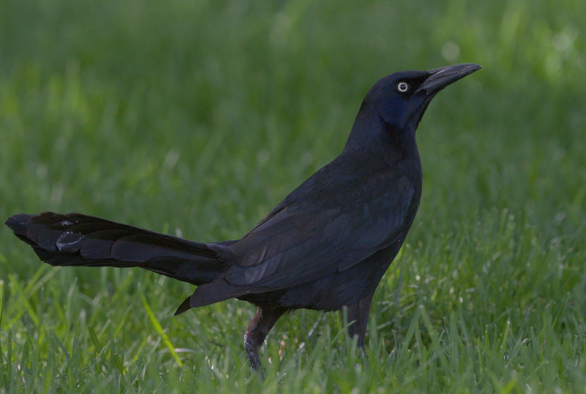 Great-tailed Grackle - ML618185046