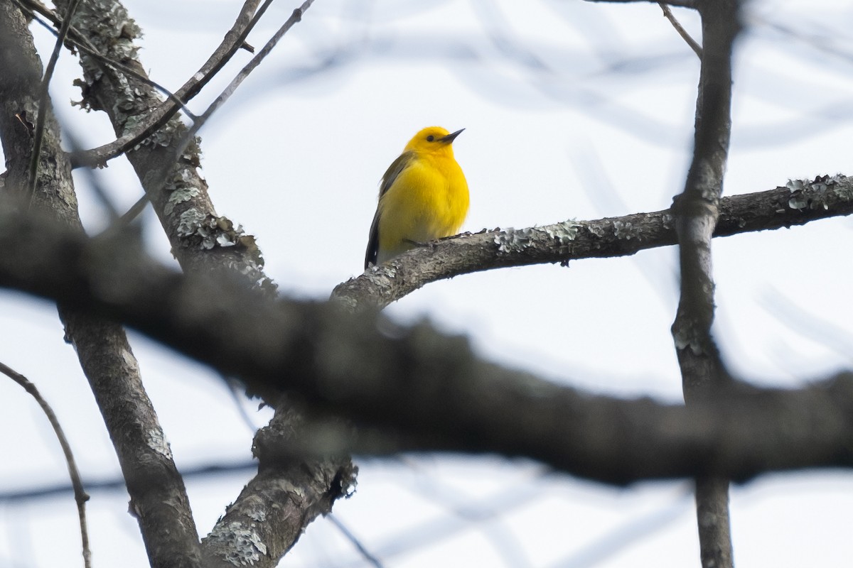Prothonotary Warbler - ML618185055