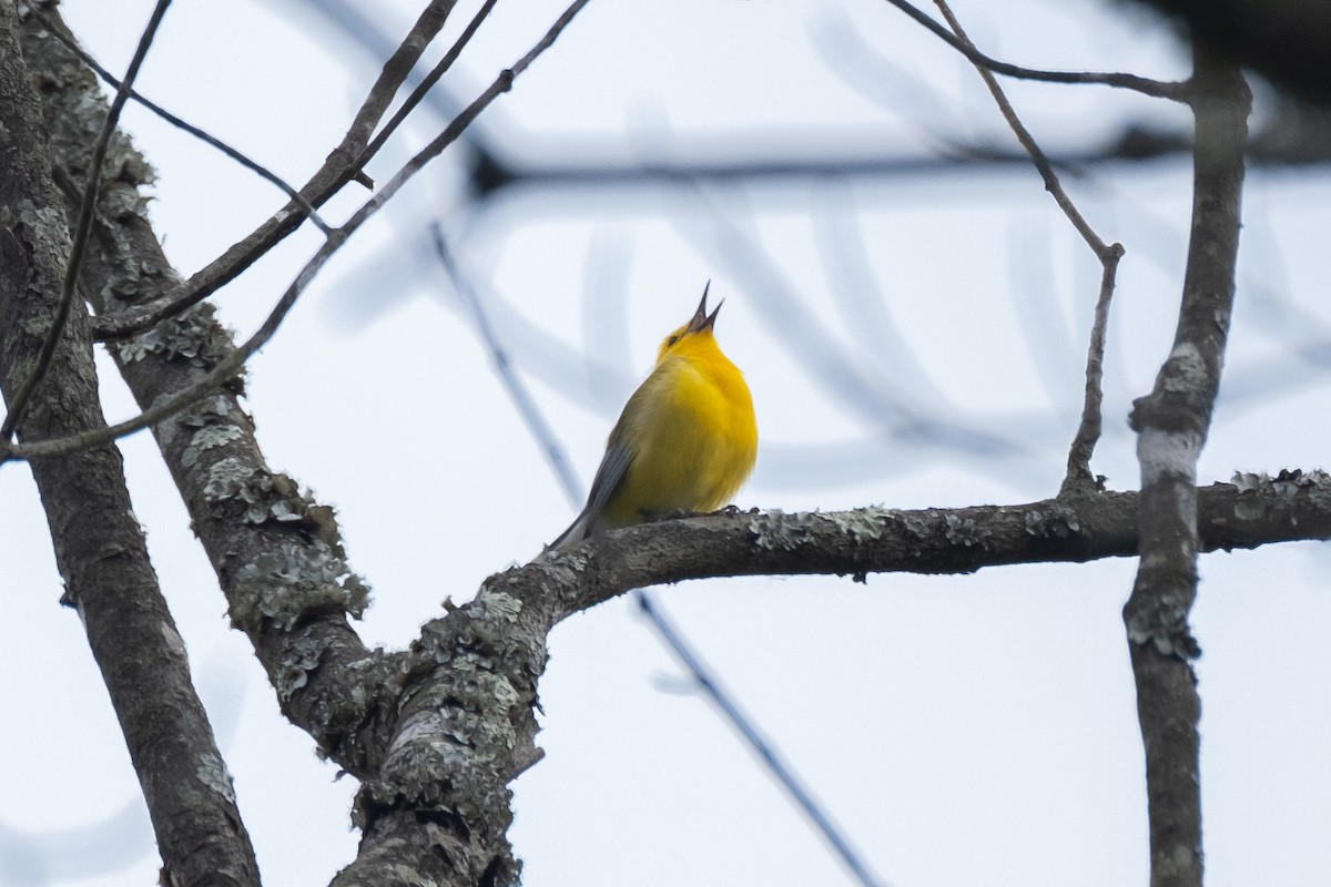 Prothonotary Warbler - ML618185056