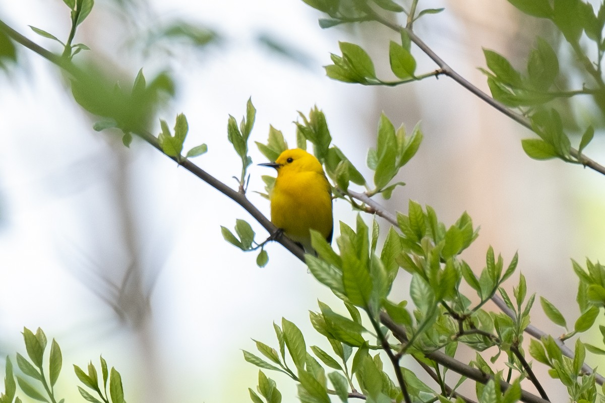 Prothonotary Warbler - ML618185057