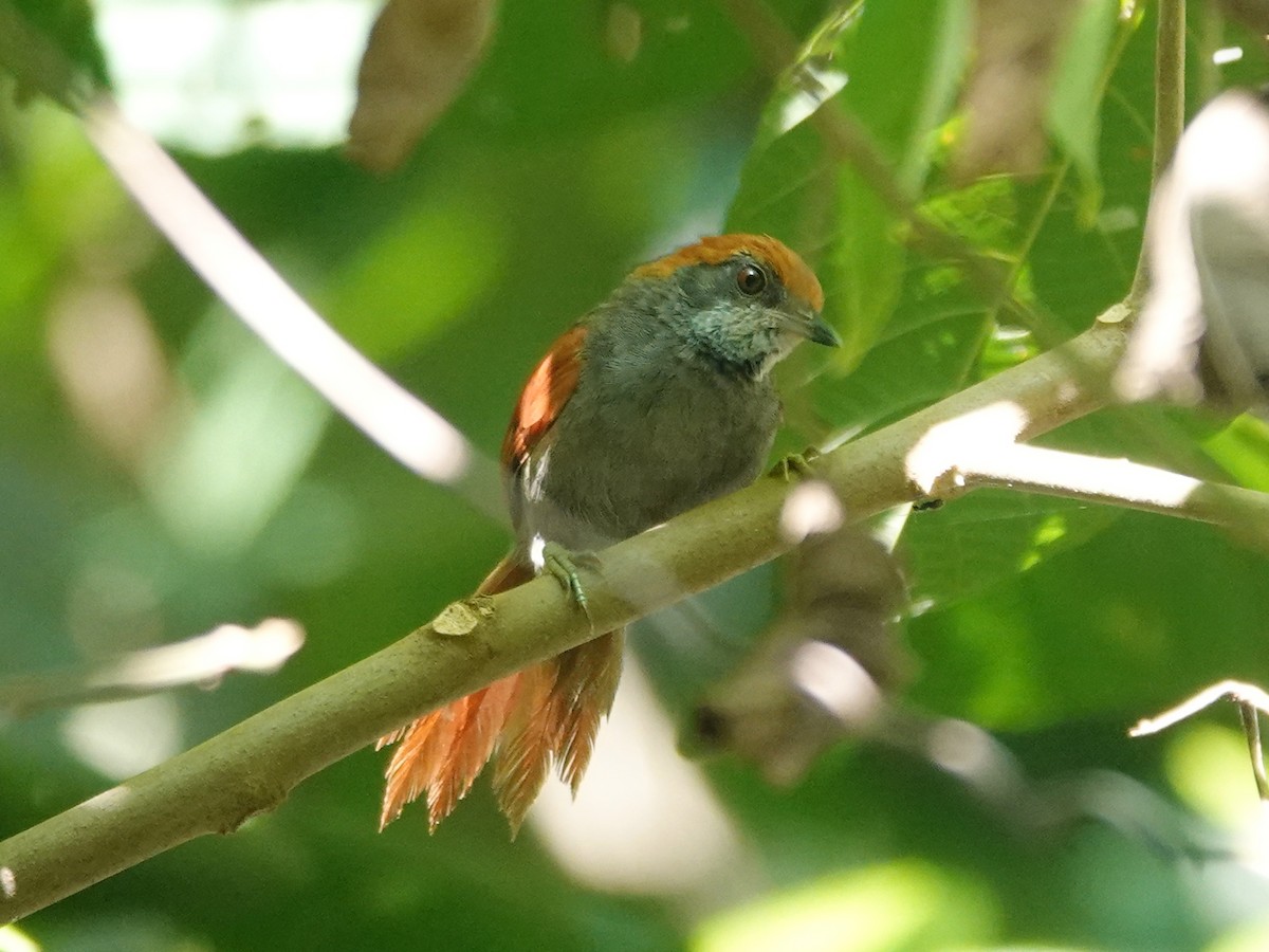 Amazonian Spinetail (undescribed form) - ML618185068