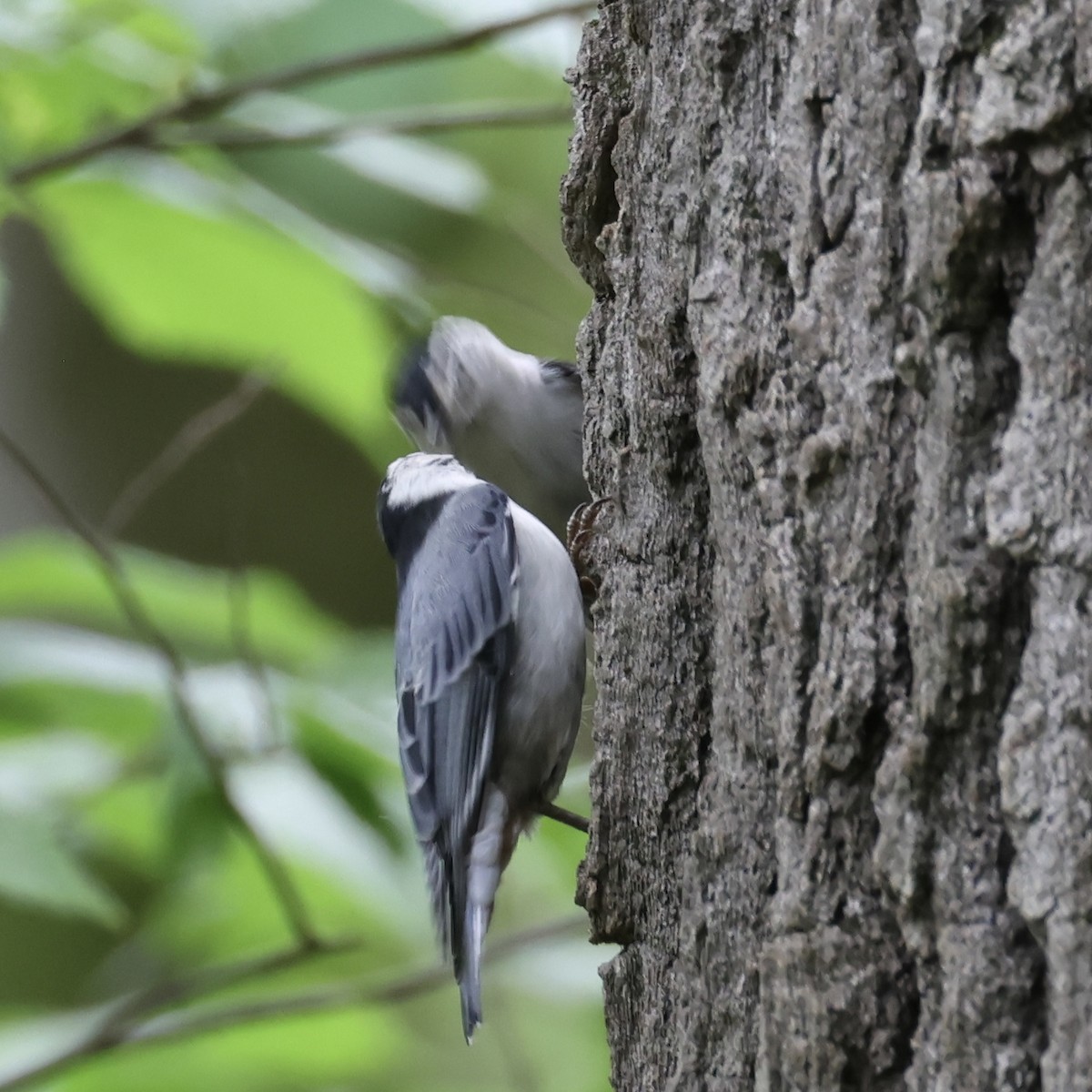 White-breasted Nuthatch - ML618185079
