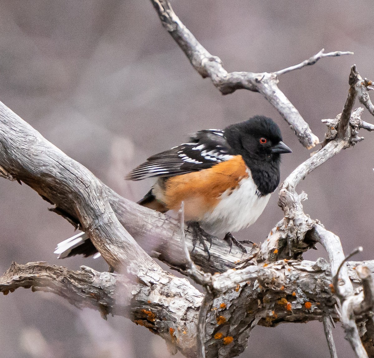Spotted Towhee - ML618185149