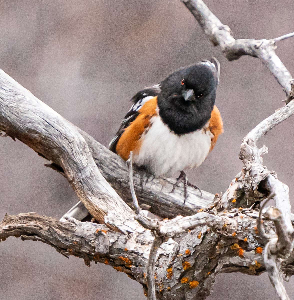 Spotted Towhee - ML618185150