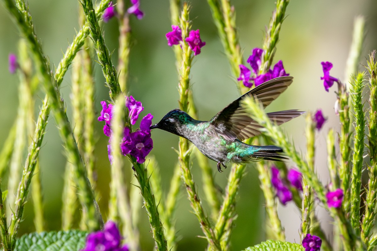 Violet-headed Hummingbird - Michael Warner