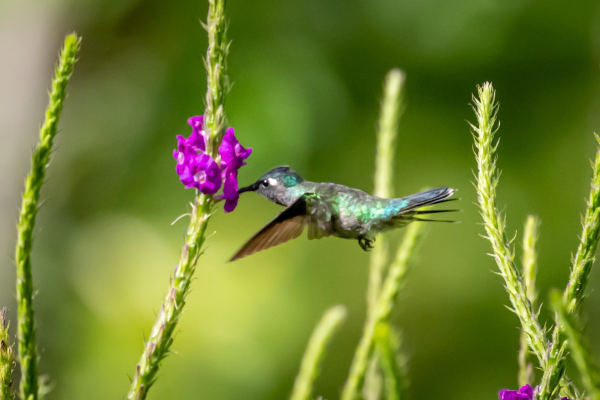 Violet-headed Hummingbird - ML618185152