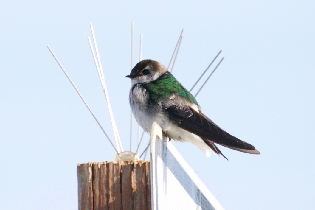Violet-green Swallow - ML618185169