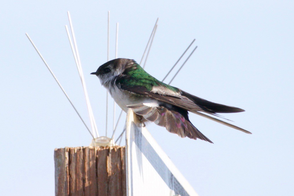 Violet-green Swallow - Loyan Beausoleil