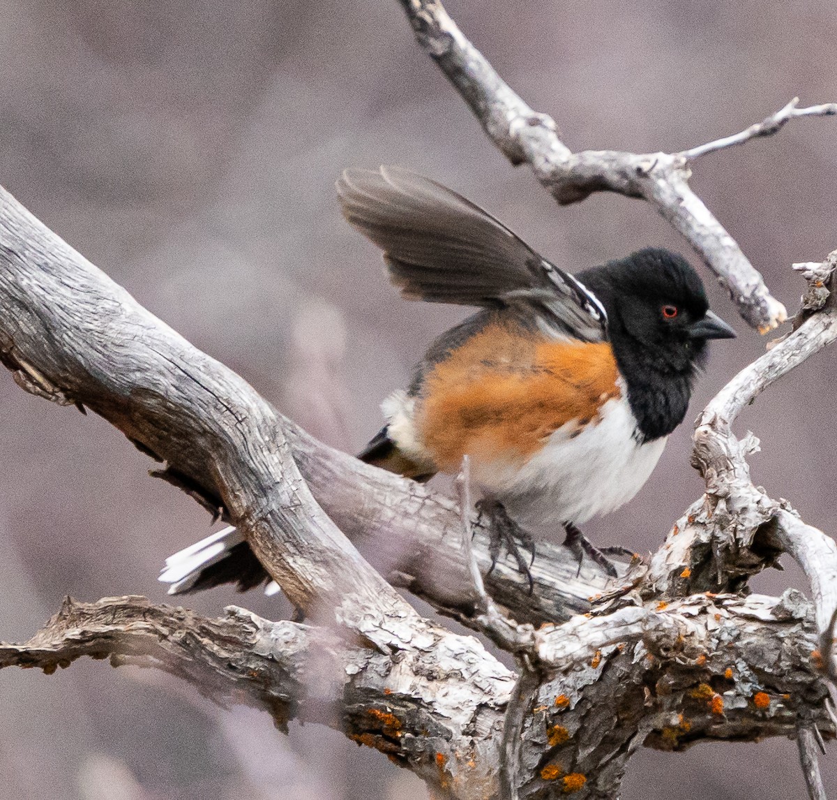 Spotted Towhee - ML618185171