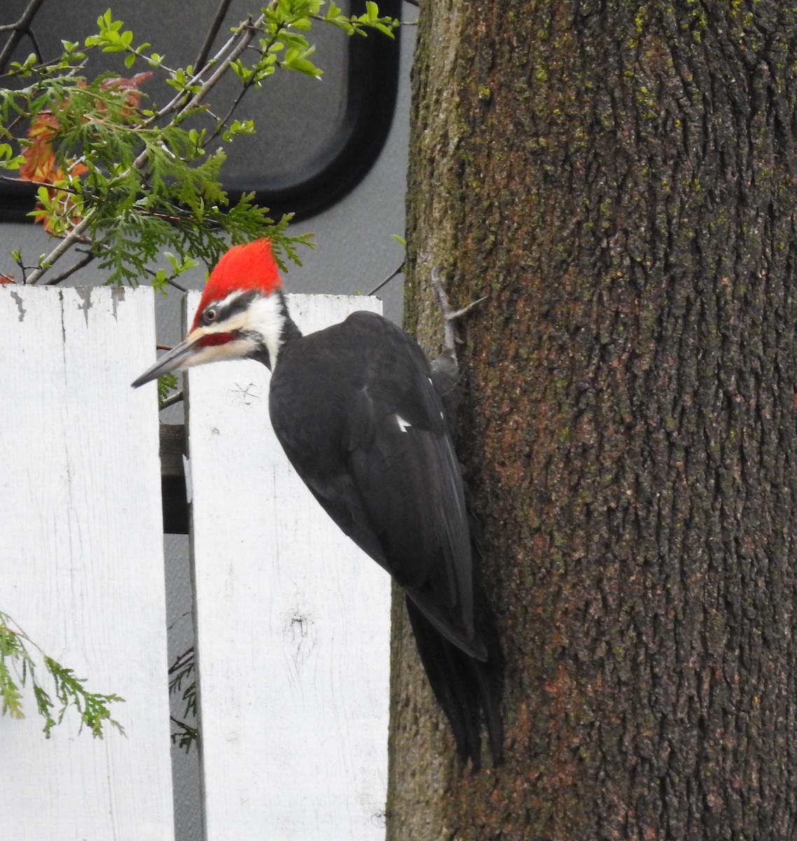 Pileated Woodpecker - lisa corbeil