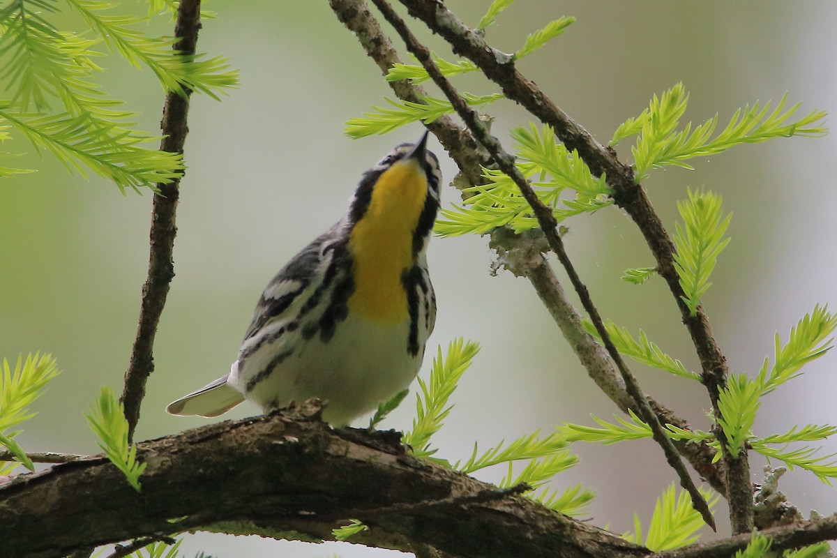 Yellow-throated Warbler - ML618185190