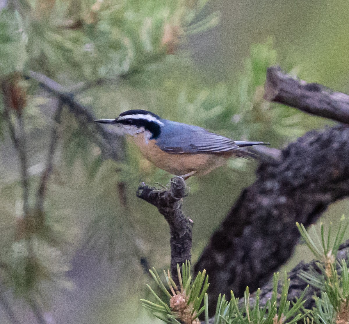 Red-breasted Nuthatch - ML618185274