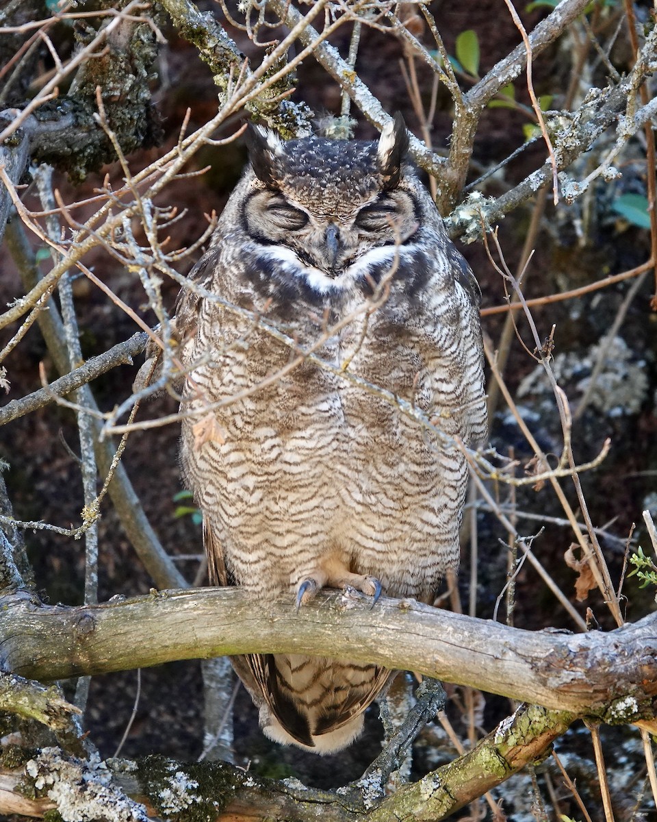 Lesser Horned Owl - ML618185283