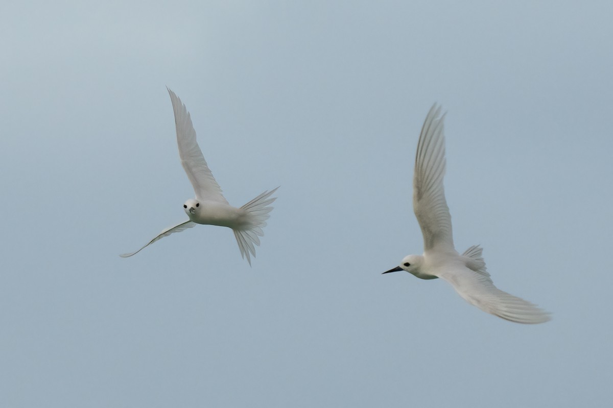 White Tern - ML618185292
