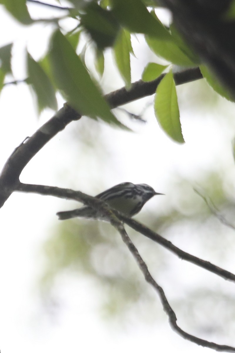 Black-and-white Warbler - Emily Holcomb