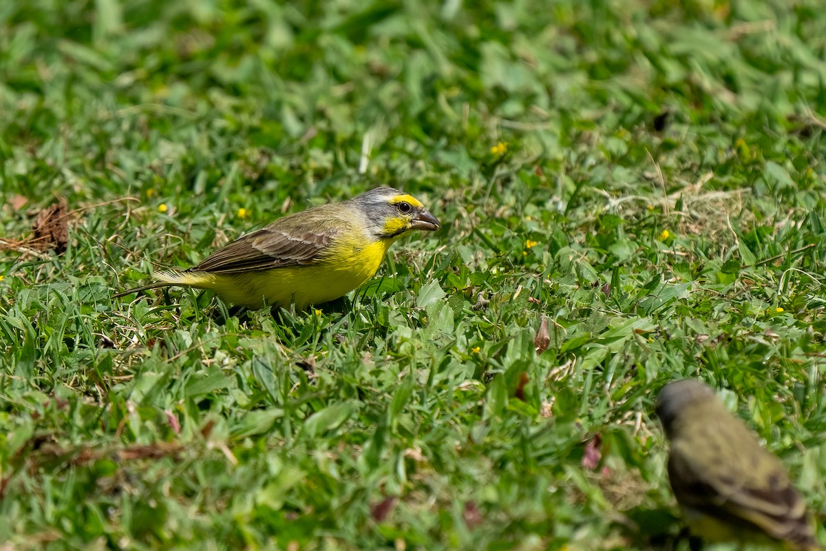 Yellow-fronted Canary - ML618185345
