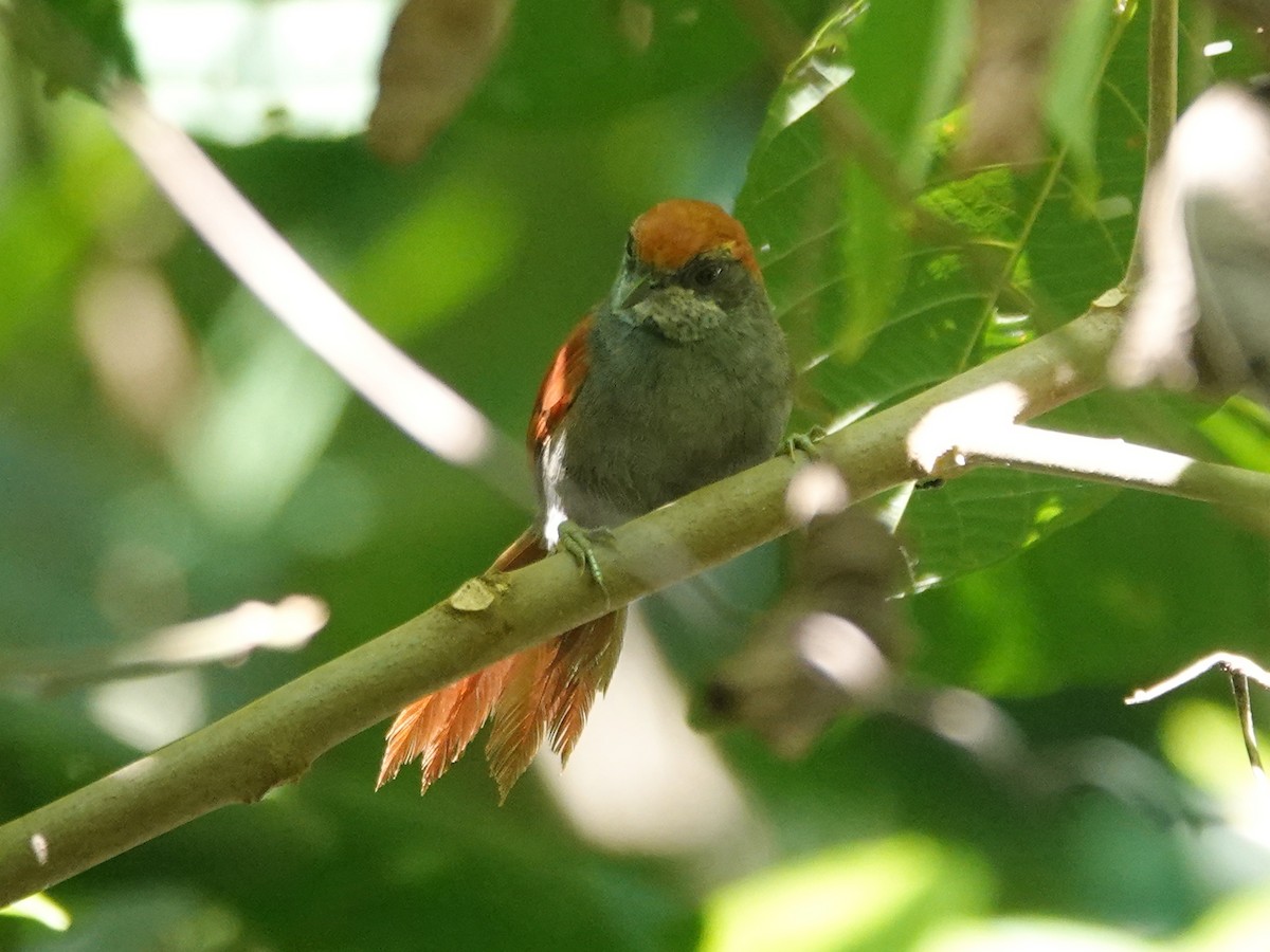 Amazonian Spinetail (undescribed form) - Barry Reed
