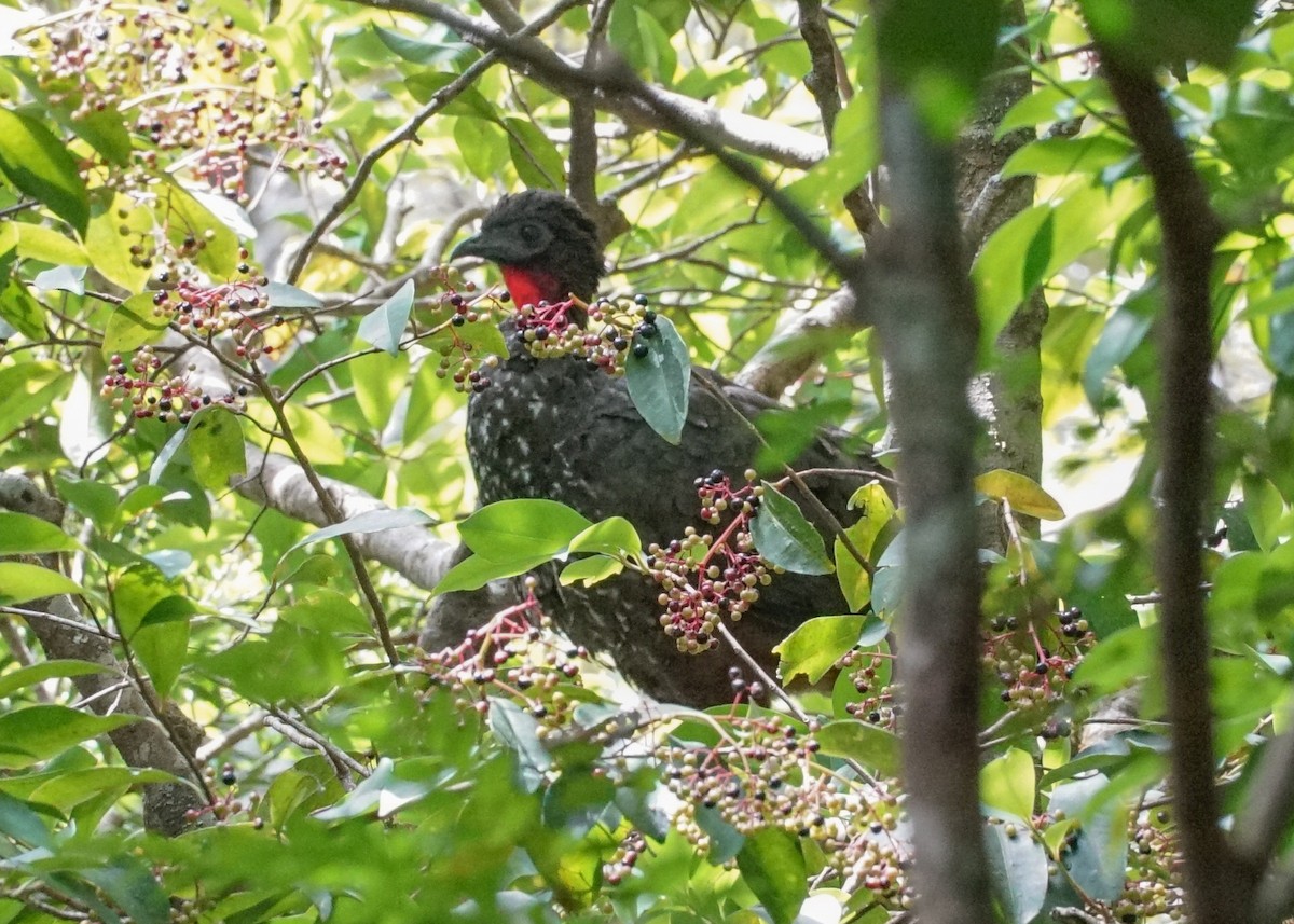 Crested Guan - ML618185362