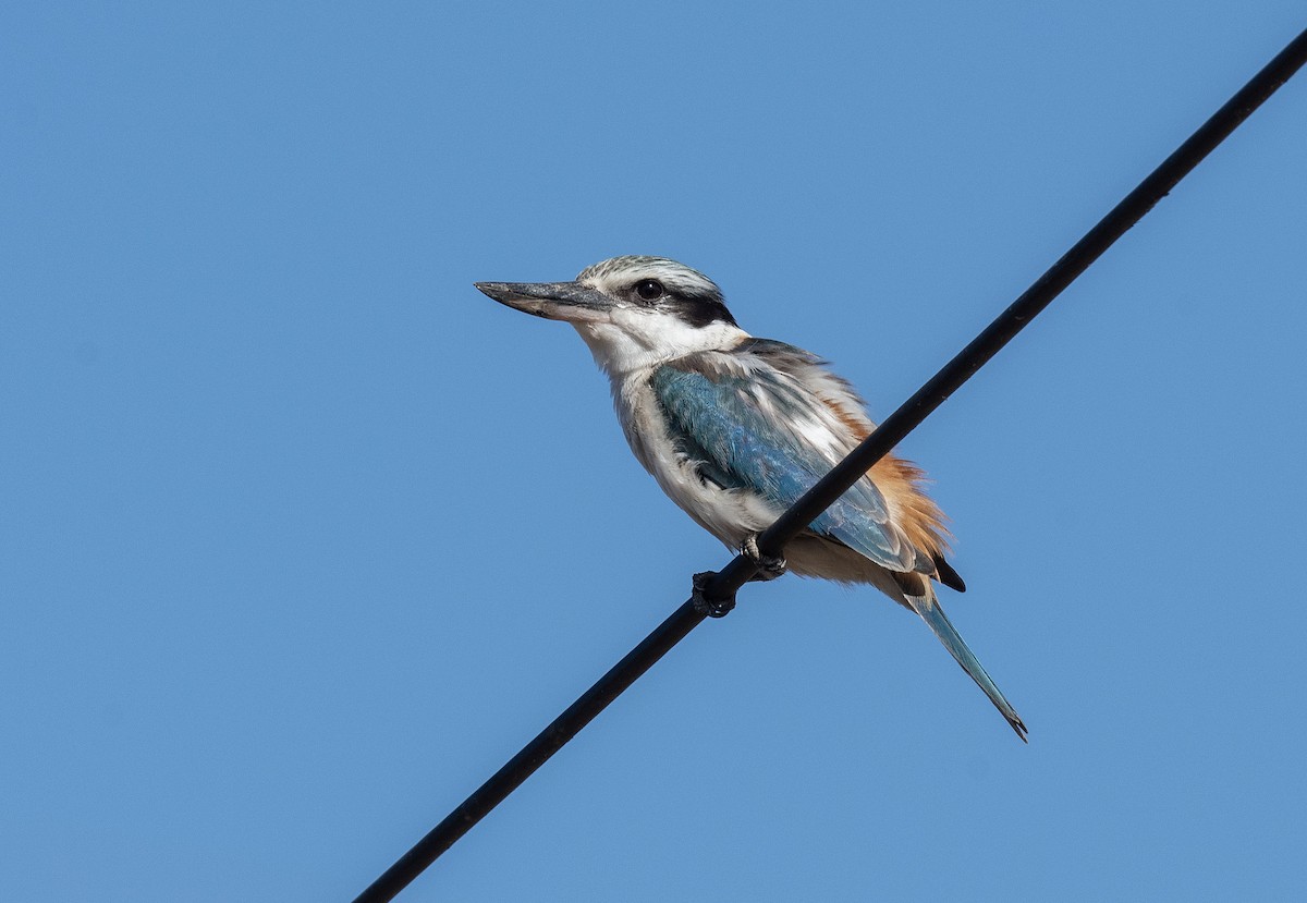 Red-backed Kingfisher - Philip Griffin