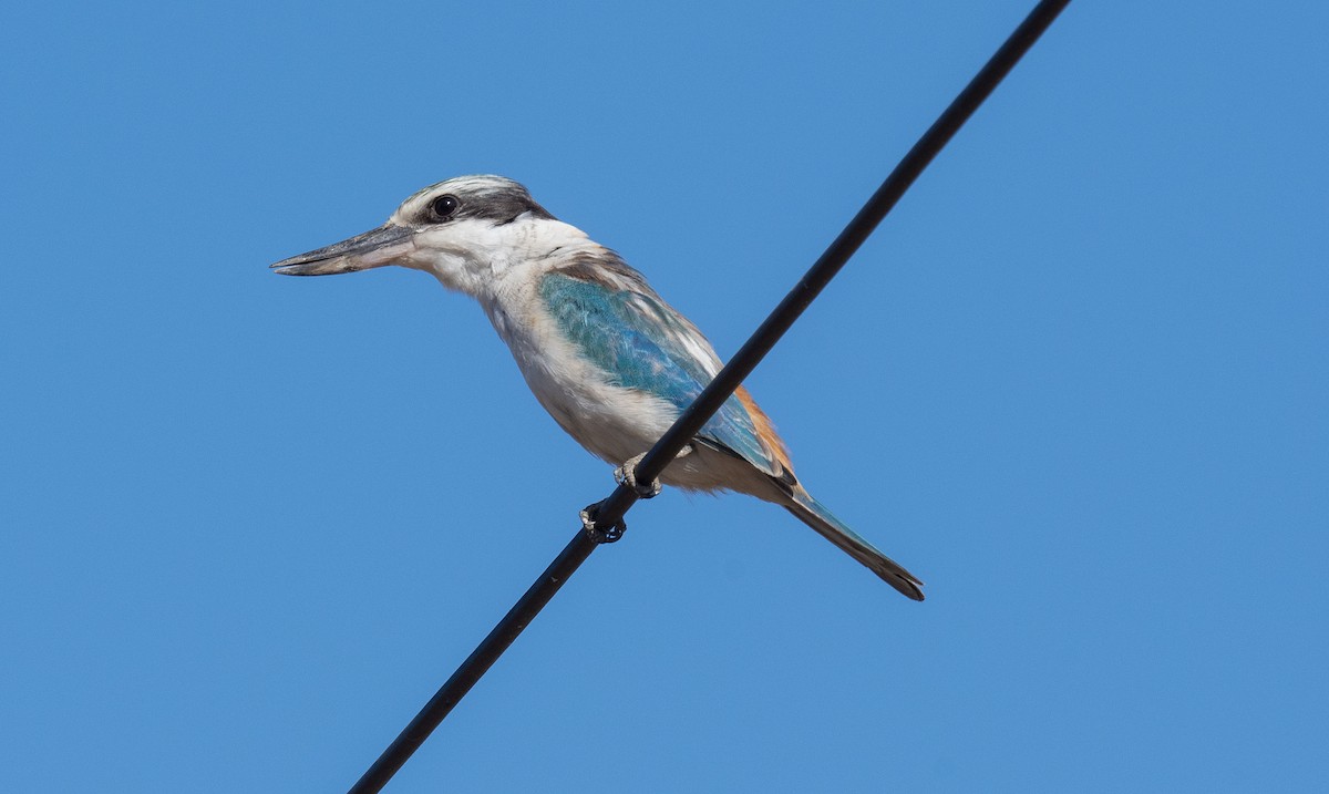 Red-backed Kingfisher - ML618185404