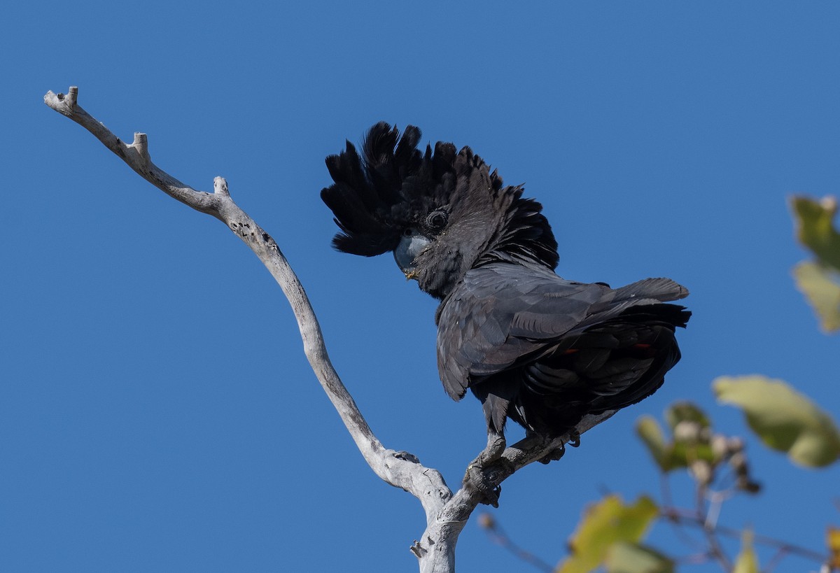 Red-tailed Black-Cockatoo - ML618185415