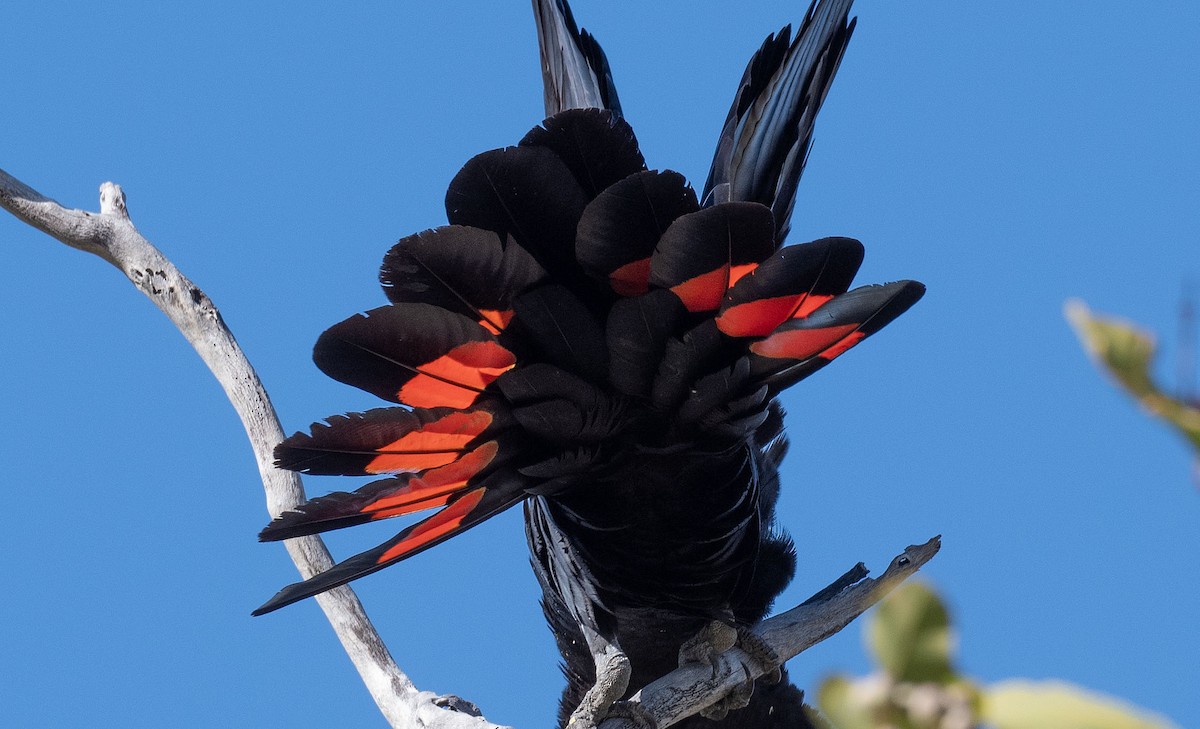 Red-tailed Black-Cockatoo - ML618185416