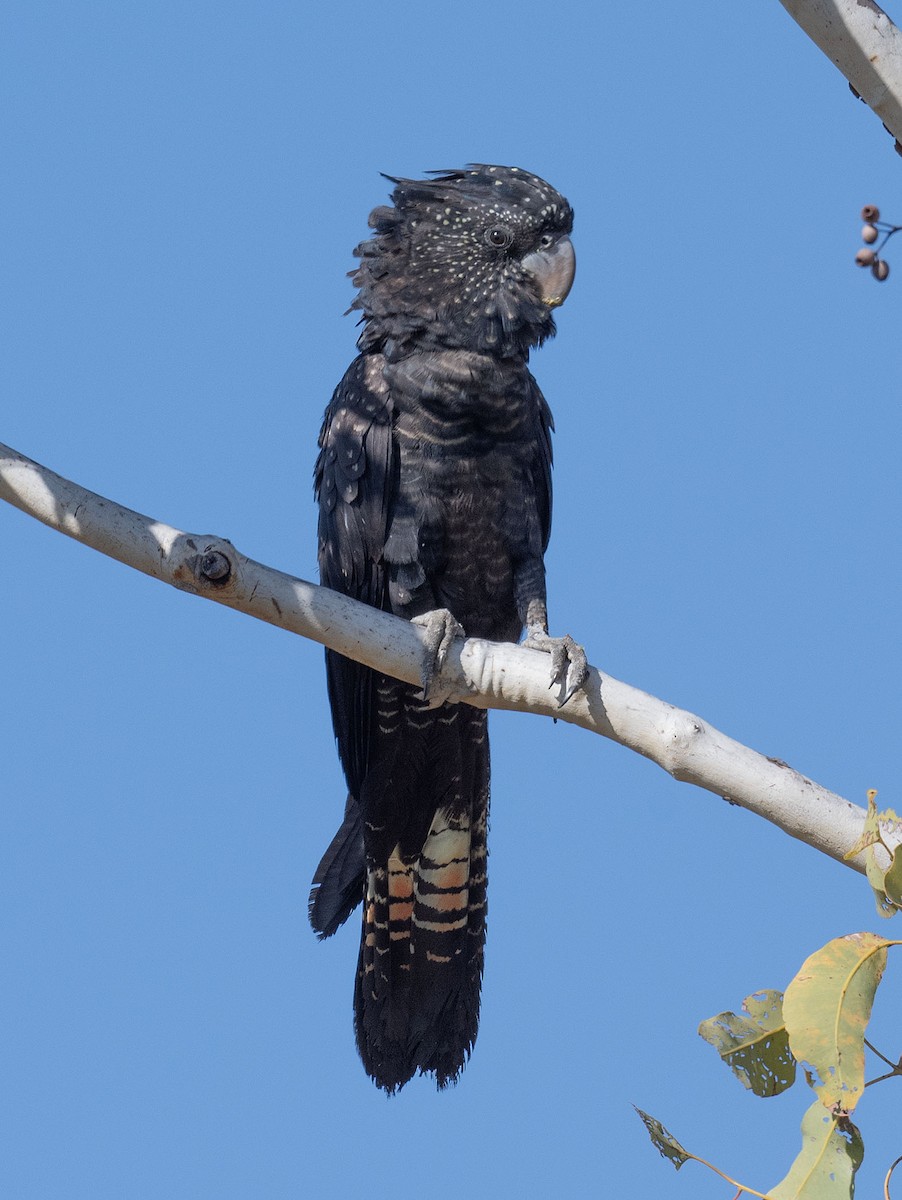 Red-tailed Black-Cockatoo - ML618185417