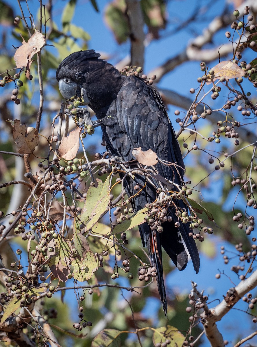 Red-tailed Black-Cockatoo - ML618185418