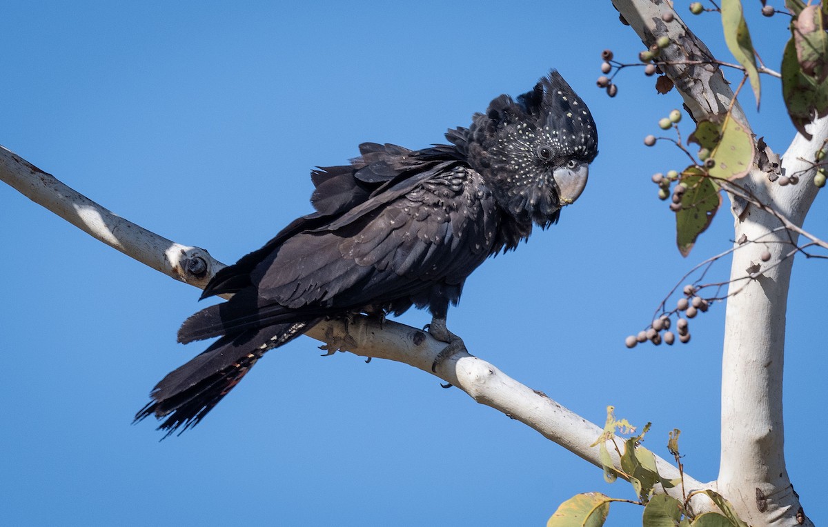 Red-tailed Black-Cockatoo - ML618185419