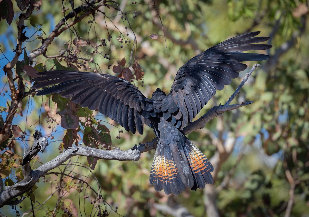 Red-tailed Black-Cockatoo - ML618185420