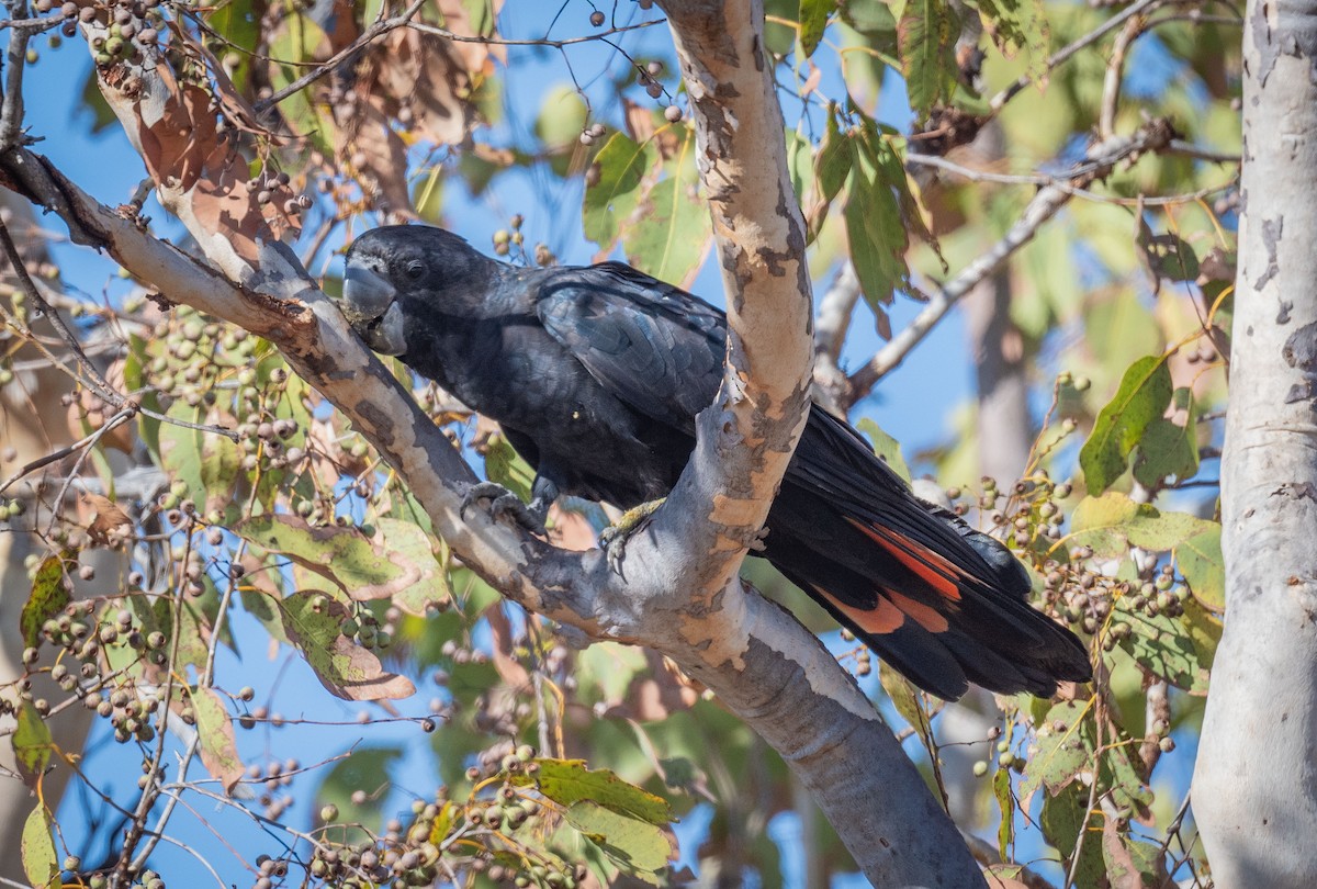 Red-tailed Black-Cockatoo - ML618185421