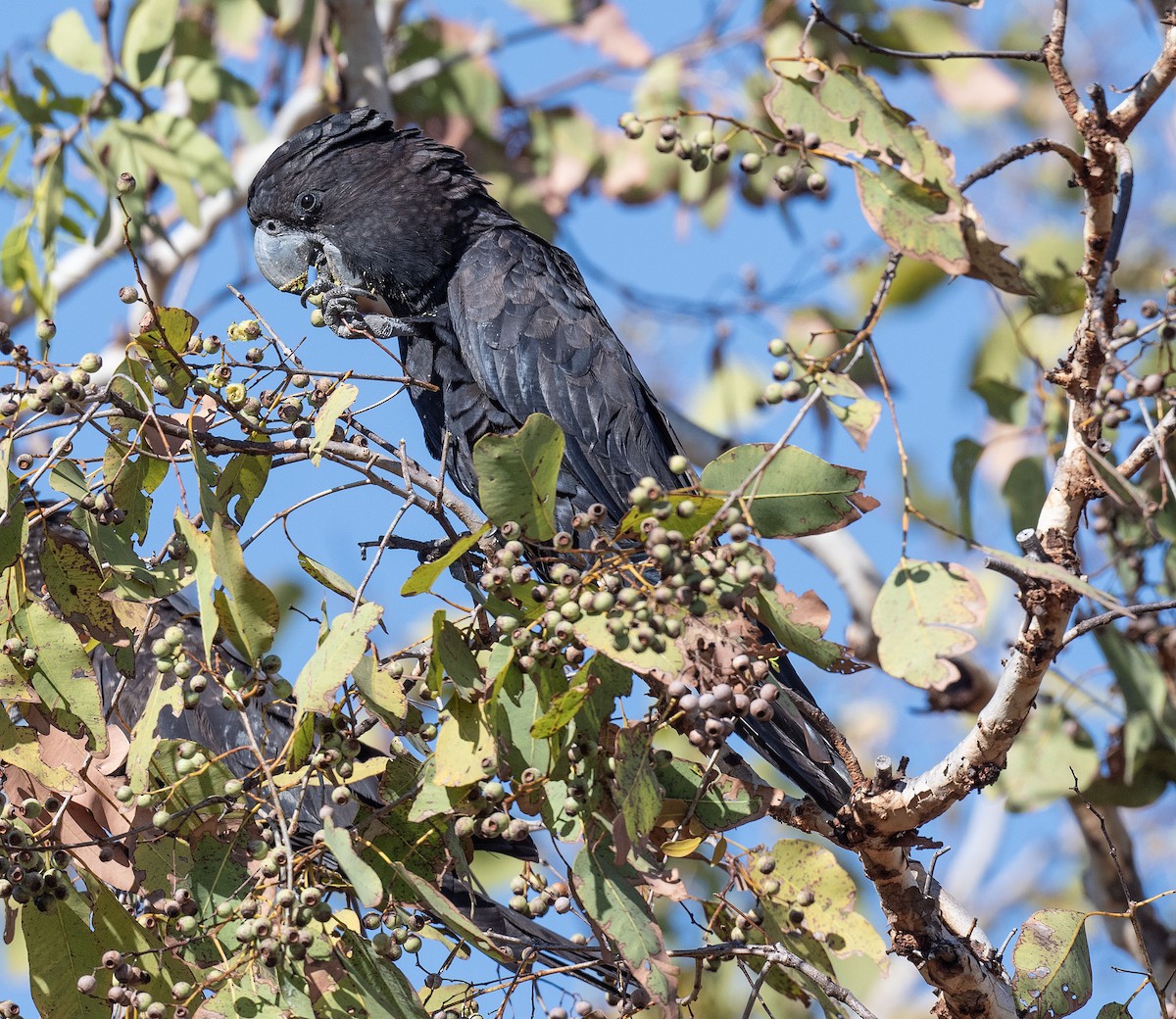 Red-tailed Black-Cockatoo - ML618185422