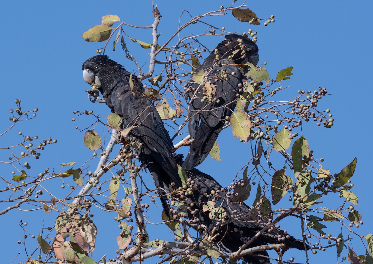 Red-tailed Black-Cockatoo - ML618185423