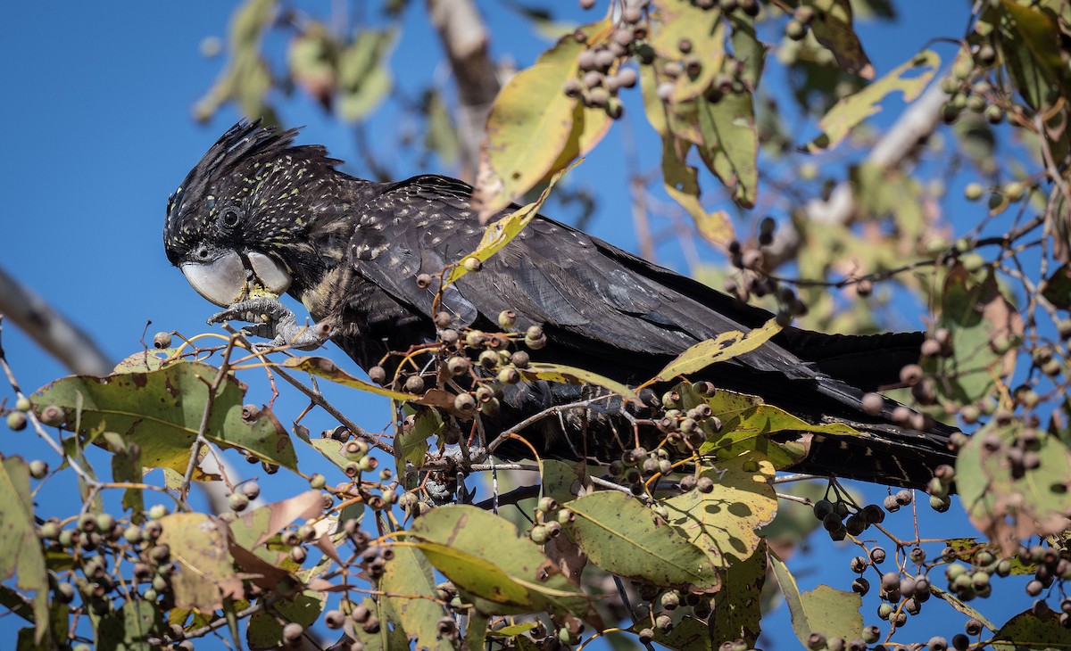 Red-tailed Black-Cockatoo - ML618185424