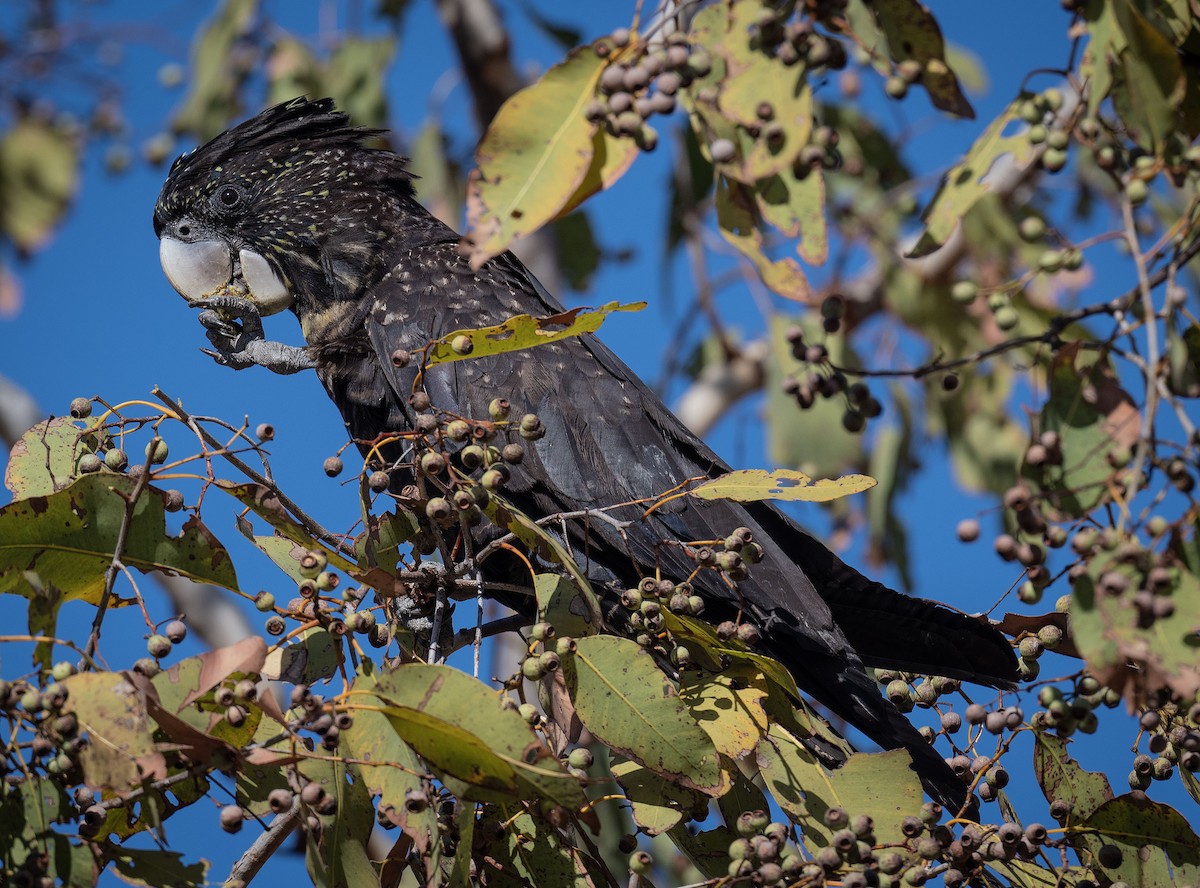 Red-tailed Black-Cockatoo - ML618185425