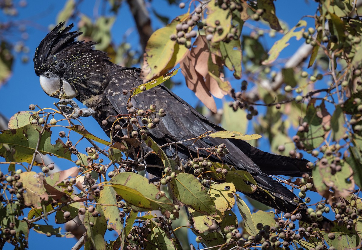Red-tailed Black-Cockatoo - ML618185426