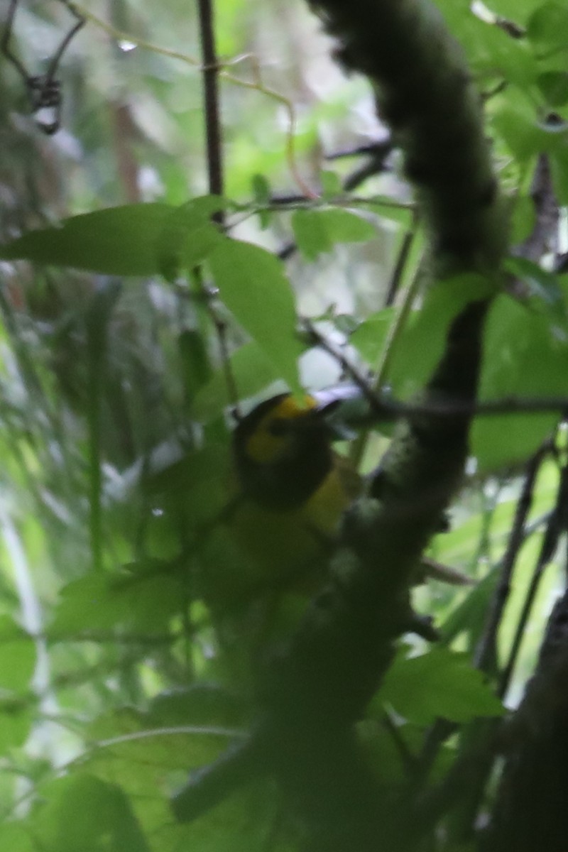 Hooded Warbler - Emily Holcomb