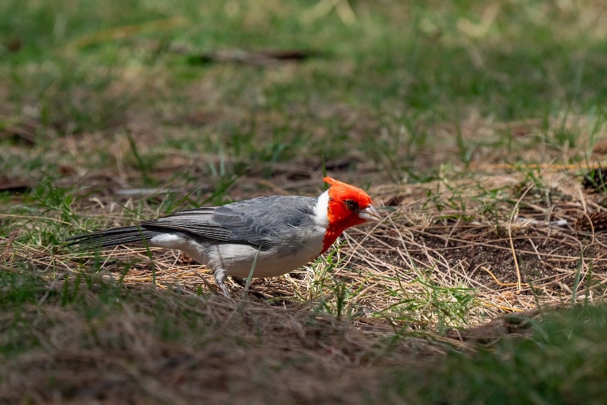 Red-crested Cardinal - ML618185441