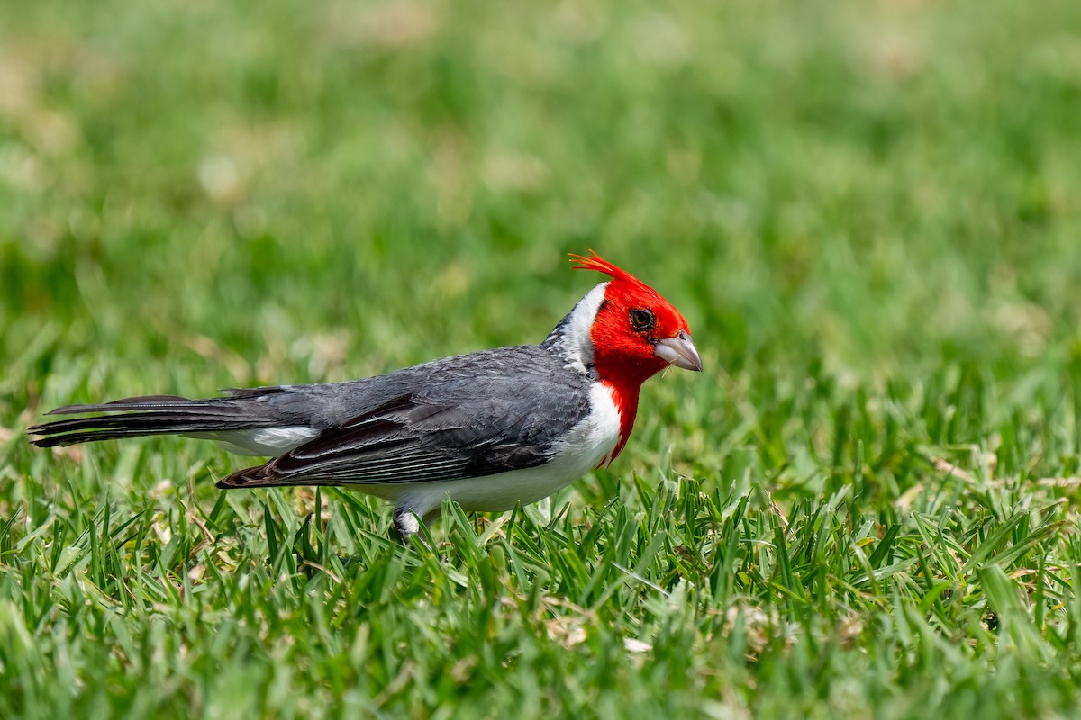 Red-crested Cardinal - ML618185449