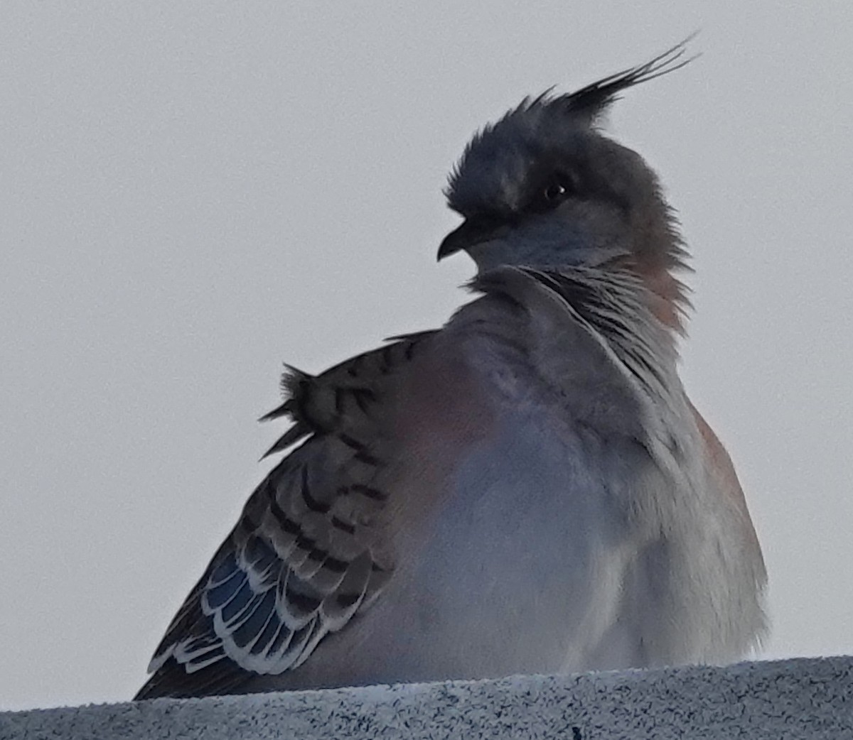 Crested Pigeon - ML618185455