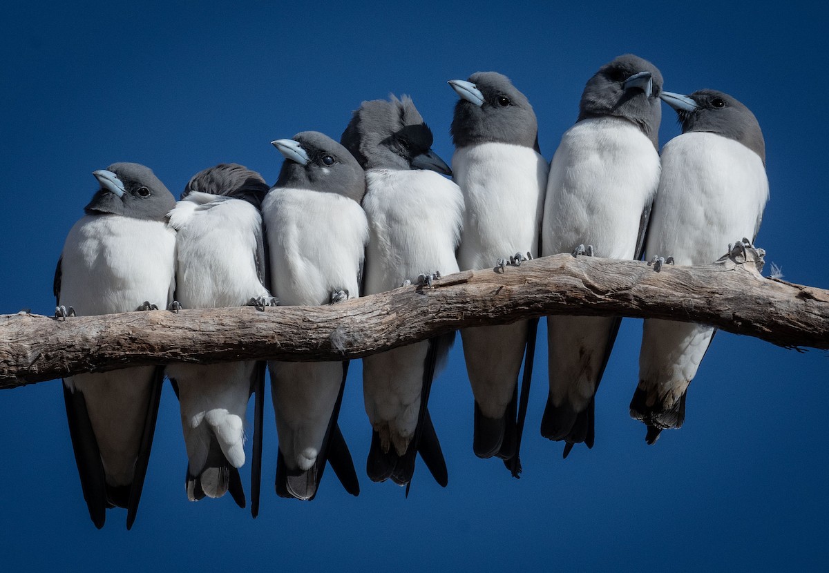 White-breasted Woodswallow - ML618185457