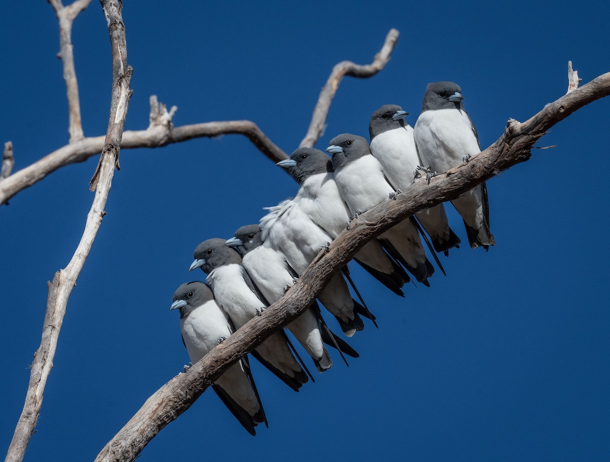 White-breasted Woodswallow - ML618185459