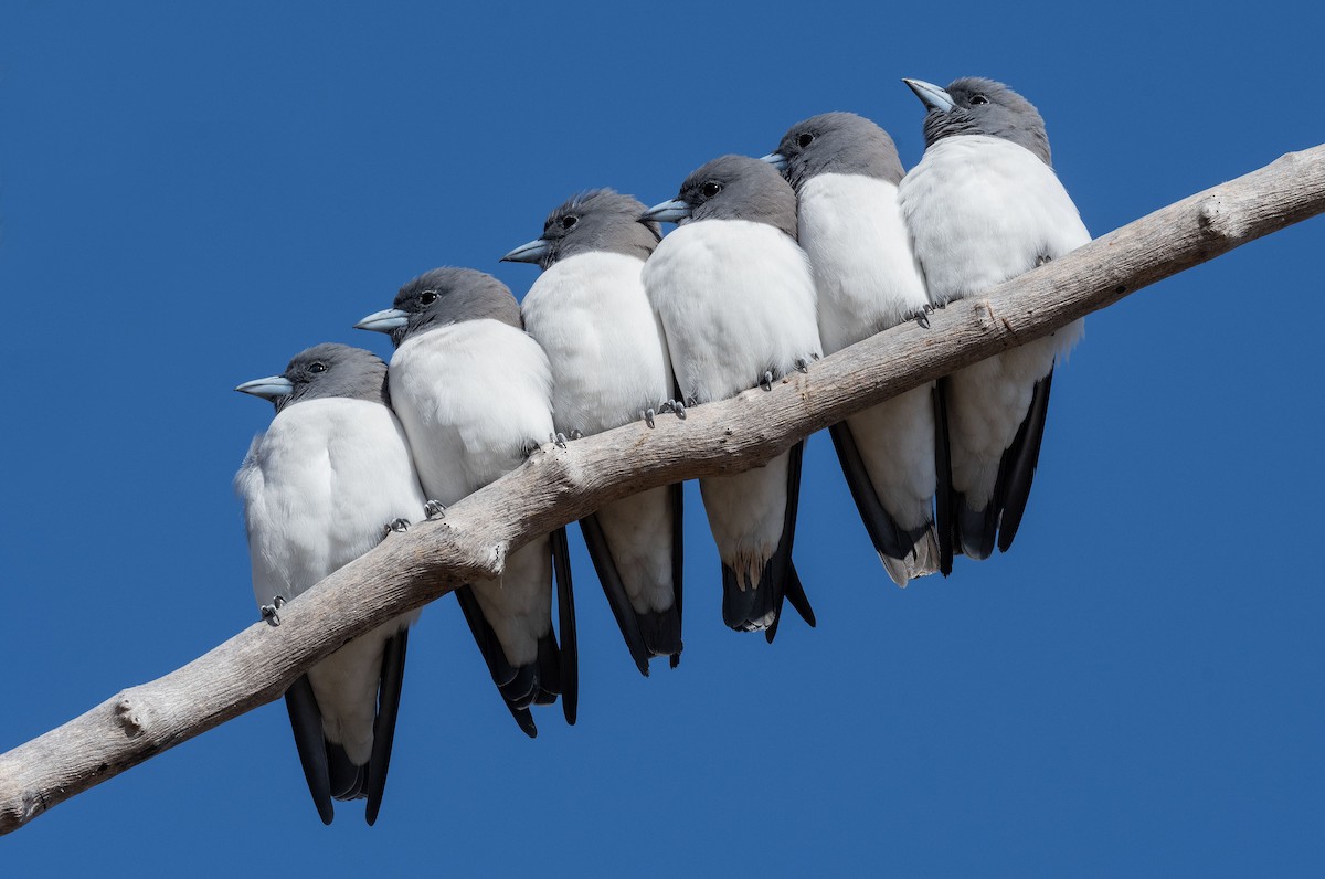 White-breasted Woodswallow - ML618185460